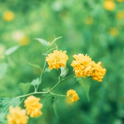 宝狄英语学堂单机版下载